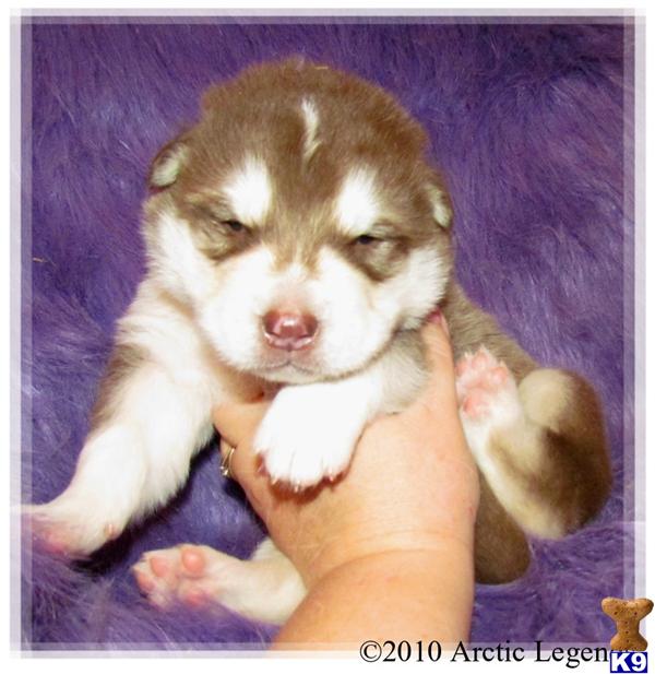 Alaskan Malamute Puppies
